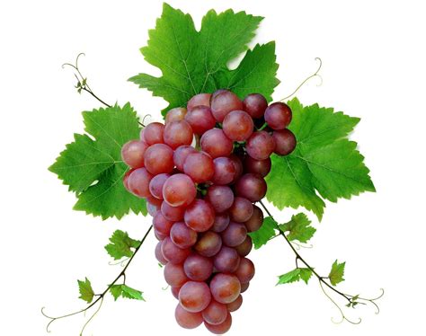 grapes images hd|pictures of real grapes.